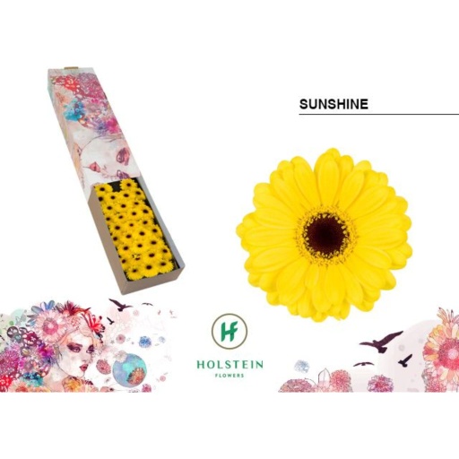 Germini sunshine Гермини