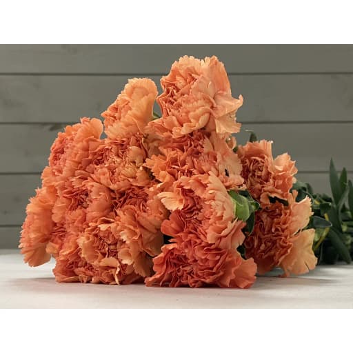 Carnation cheng guang Гвоздика