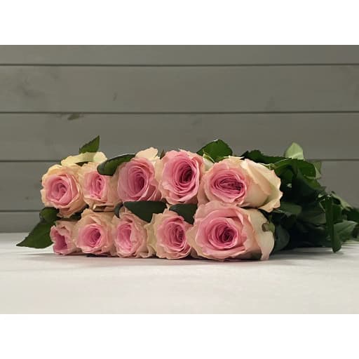 Rose senorita Роза одноголовая