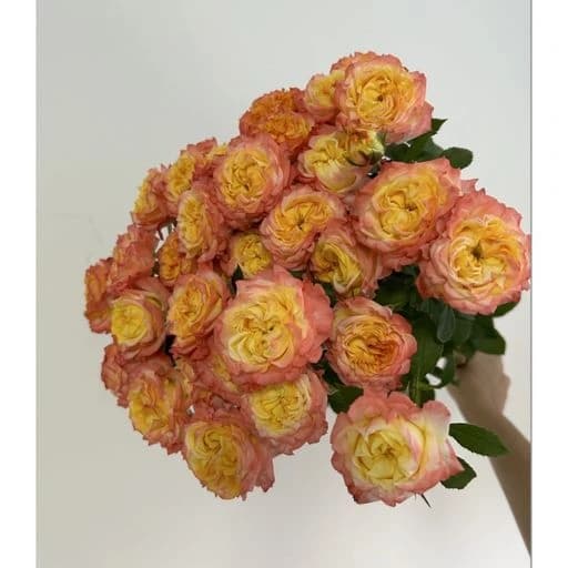 Happy Birthday Роза кустовая