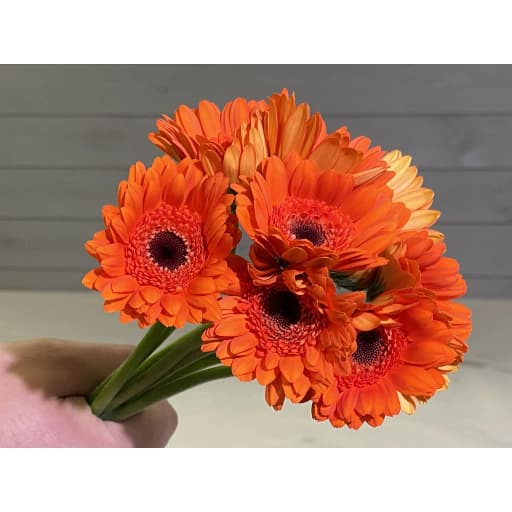 Gemini Orange Гермини