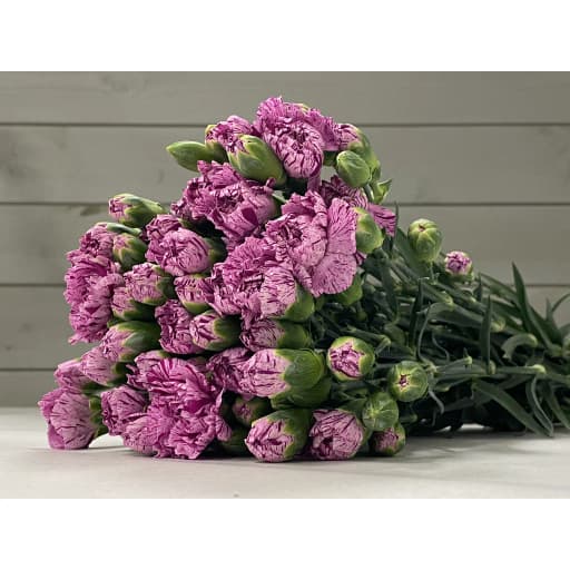 Spray carnation lollipop Гвоздика кустовая
