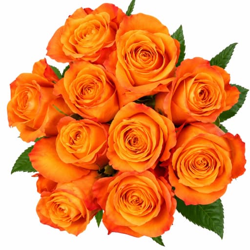 Rose hui huang Роза одноголовая