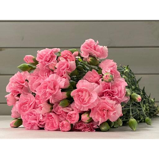Pink Гвоздика кустовая