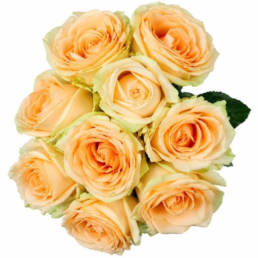 Rose avalange Роза одноголовая