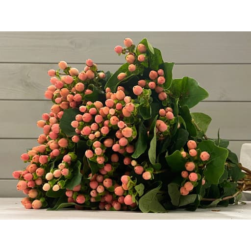 Hypericum pink Гиперикум