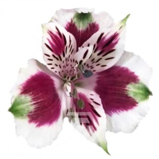 BICOLOUR CORDOBA Альстромерия