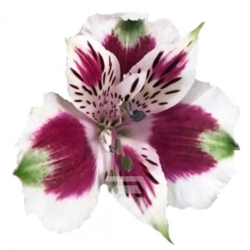 BICOLOUR CORDOBA Альстромерия