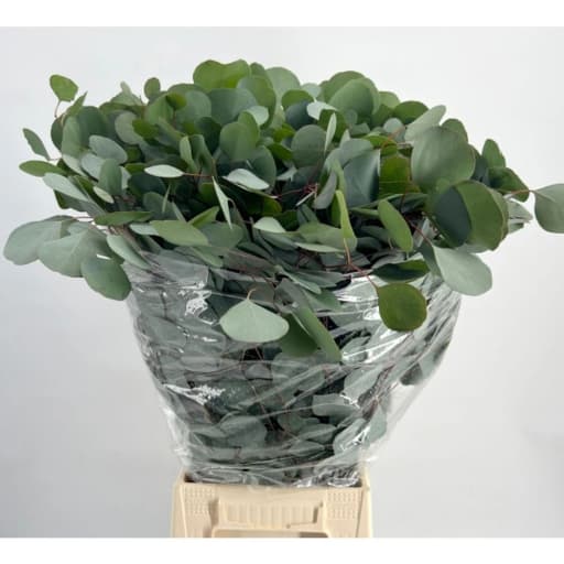 Eucalyptus populus Эвкалипт