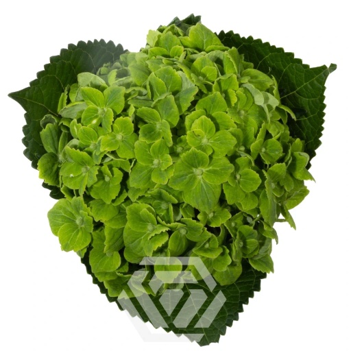 HYDRANGEA GREEN EMERALD Гортензия