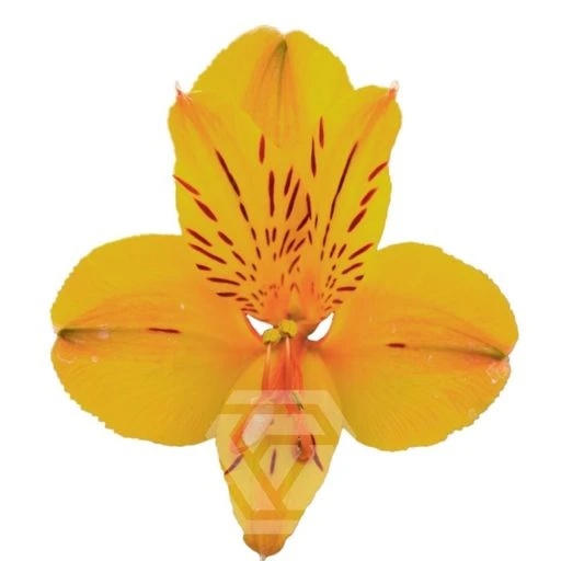 YELLOW GOLD Альстромерия