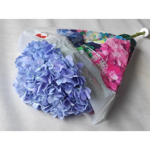 Blue Гортензия