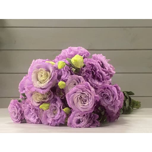 Lisianthus light violet Эустома
