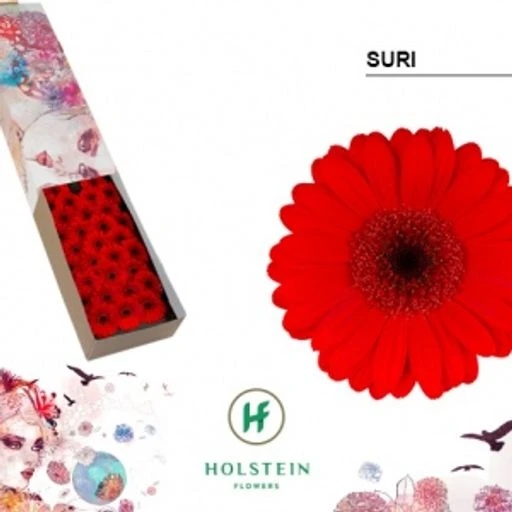 Germini suri Гермини