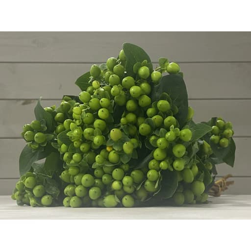 Hypericum green Гиперикум