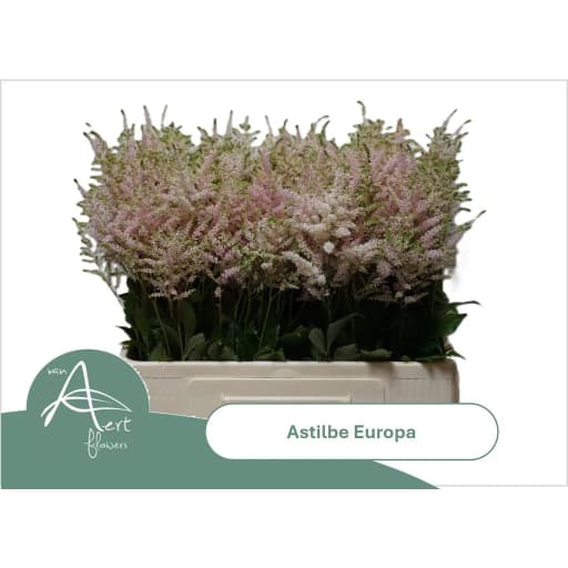 Astilbe europa Астильба