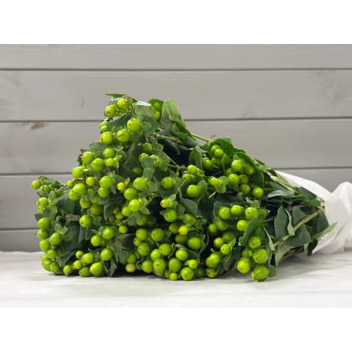 Mung Bean Гиперикум