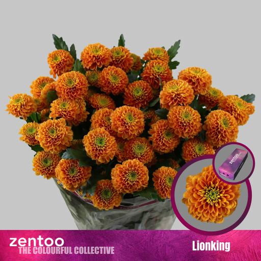 Chrys sp lionking Хризантема кустовая