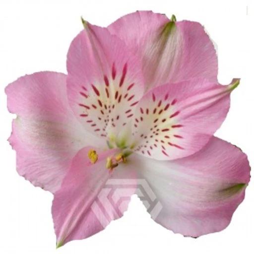 PINK DUBAI Альстромерия