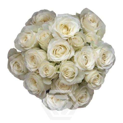 SHINING STAR Роза кустовая Эквадор