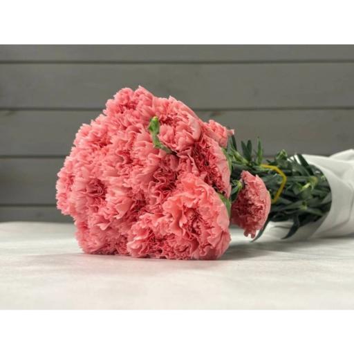 CARN PINK Гвоздика