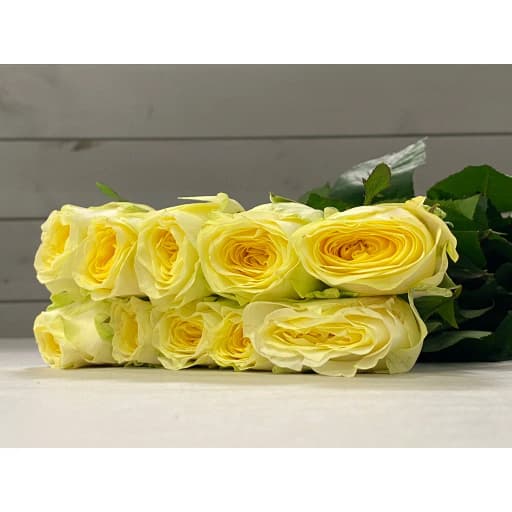 Rose orange wave Роза одноголовая