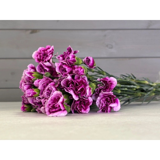 CARN TR TRENDY TESSINO Гвоздика кустовая