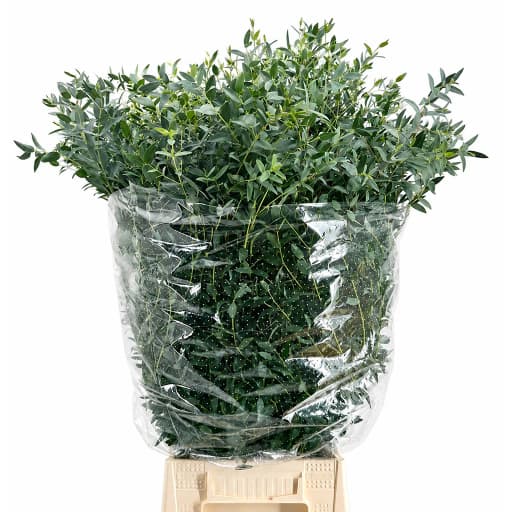 Eucalyptus parvifolia Эвкалипт