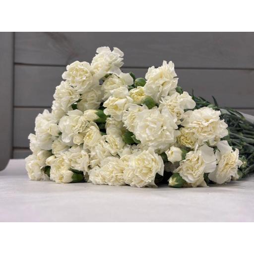 White Гвоздика кустовая