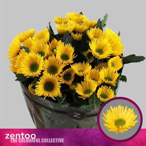 Chrys sp korona Хризантема кустовая