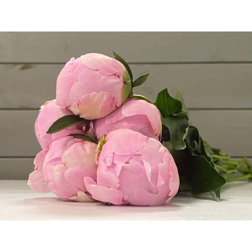 Paeonia sarah bernhardt Пион