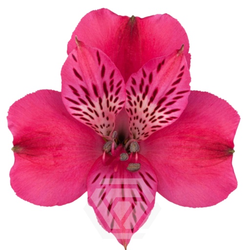 HOT PINK ALEGRIA Альстромерия