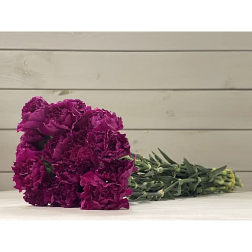 Carnation purple Гвоздика