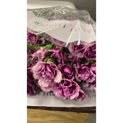 CARN TR 8 Гвоздика кустовая