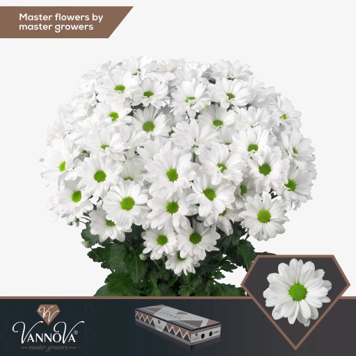 Chrys sp kennedy Хризантема кустовая