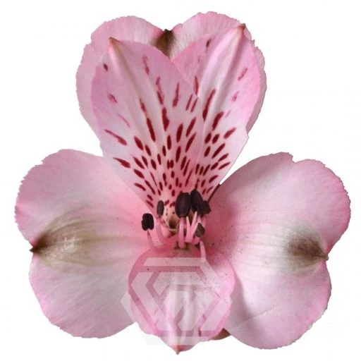 PINK DEBBY Альстромерия