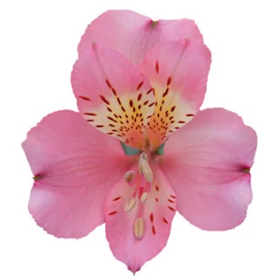 PINK ROSEWOOD Альстромерия