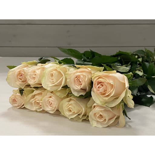 Rose pisces Роза одноголовая