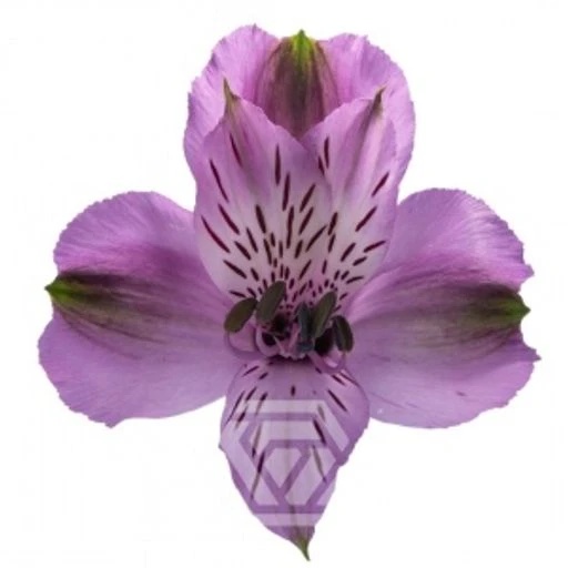 LAVENDER GALAXY Альстромерия