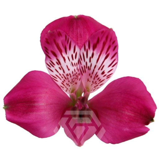 HOT PINK CASANOVA Альстромерия