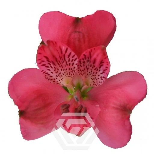 HOT PINK ROME Альстромерия