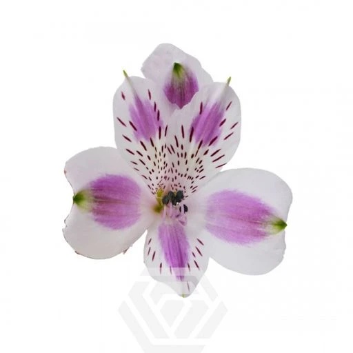 LAVENDER BOHEMIAN Альстромерия