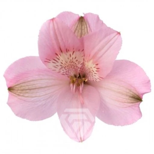 PINK PRIMADONNA Альстромерия