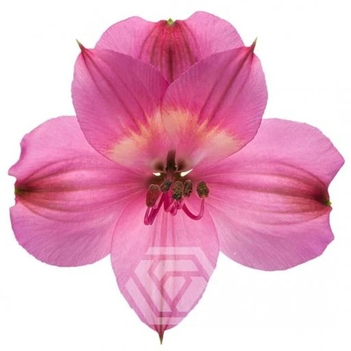 HOT PINK INTENZ DARK PINK Альстромерия