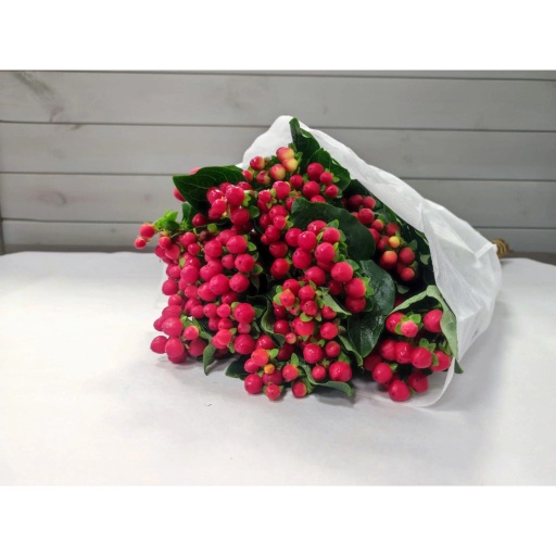 Round Bean Hypericum Гиперикум