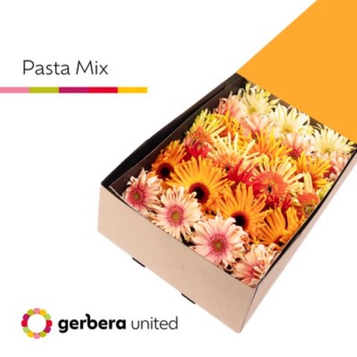 Gerbera pasta gemengd Гербера