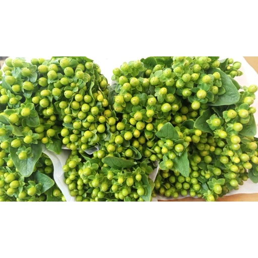 Mung Bean Hypericum Гиперикум