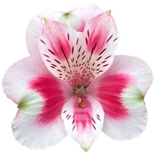 BICOLOUR HOT SHOT Альстромерия