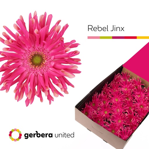 Gerbera rebel jinx Гербера