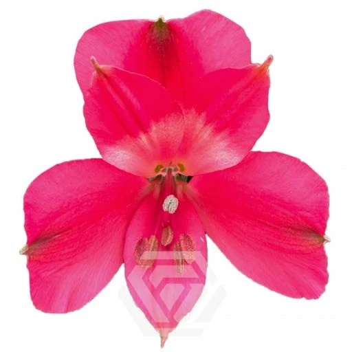 HOT PINK SECRET Альстромерия